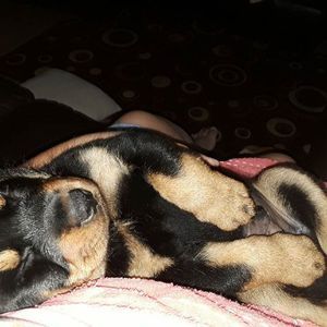 Meet your Posher, Remata